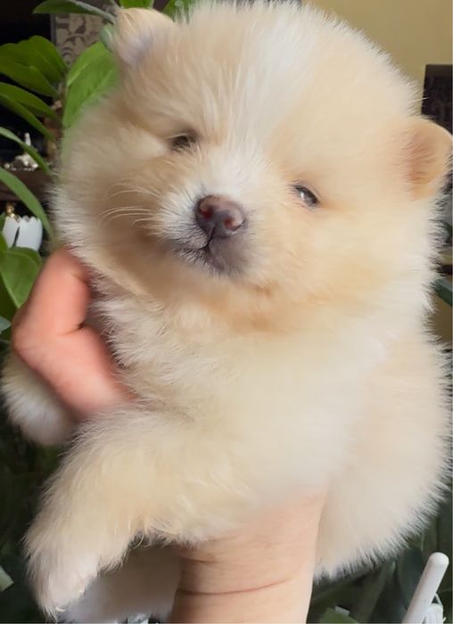 Цуценята породи померанського шпиця