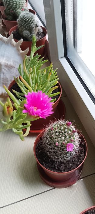 Сукулент Цефалофилум фрамеси