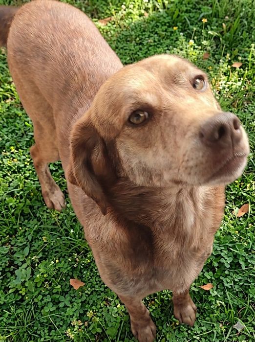 Doar Cão traçado com leão da Rodésia e perdigueiro