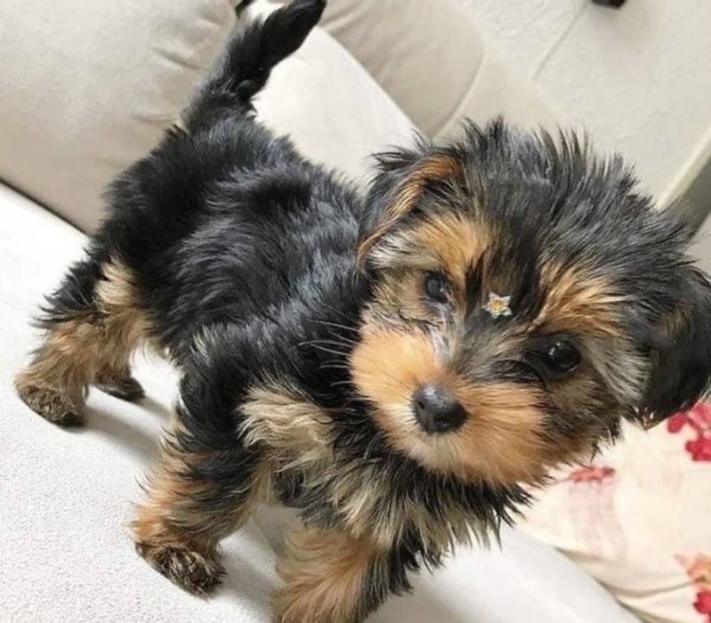 Харизматичные крошки Йорки.