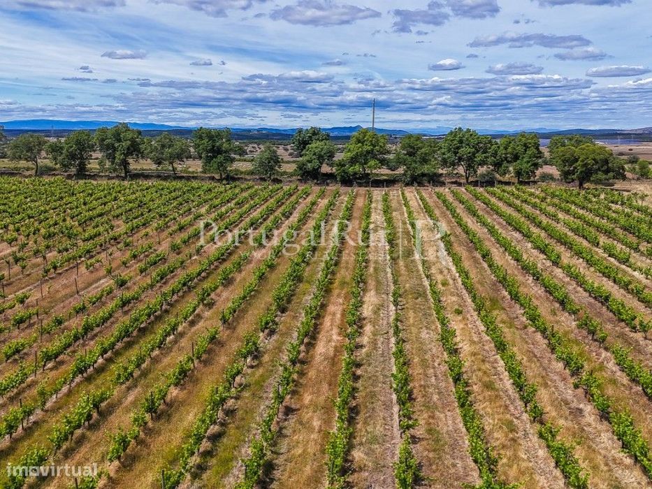 Propriedade vitivinicola com 32ha e marca própria em Nisa