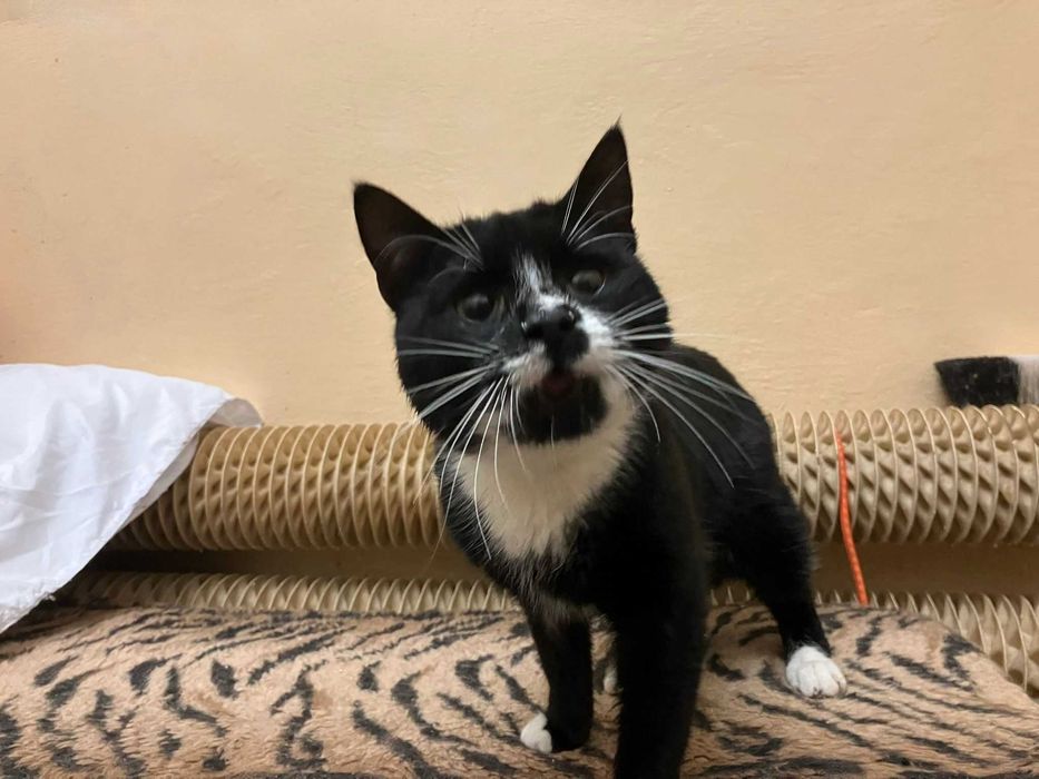 Cudny kot OSCAR szuka dla siebie dobrego domu