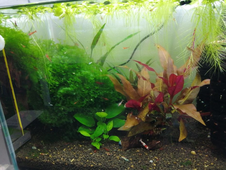 Pack de plantas para aquário - 3, 5, 9 ou 15 espécies