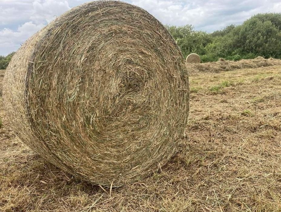 Siano sianokiszonka ze stodoły cena z transportem