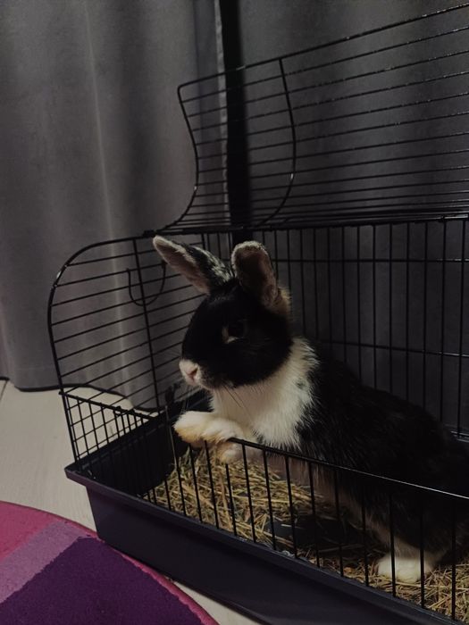 Продам декоративного кролика