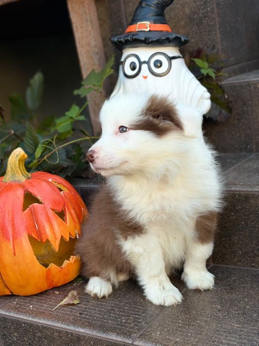 Border Collie FCI