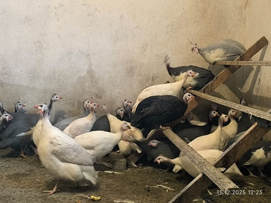 Perliki samce 20 tygodniowe