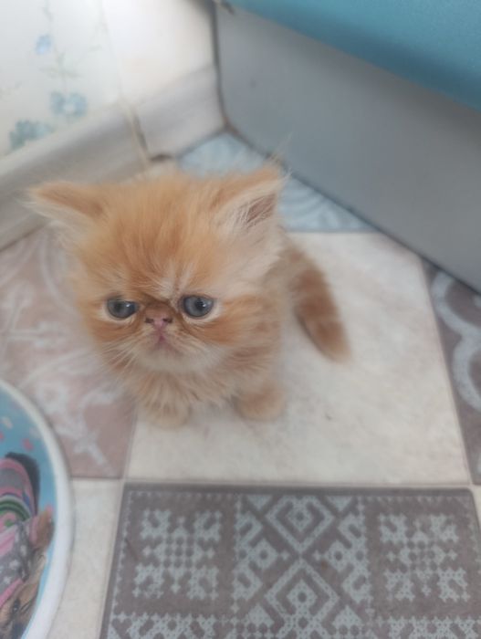 Персидські котята