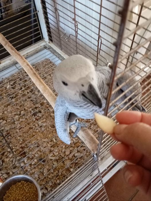 Papagaio cinzento