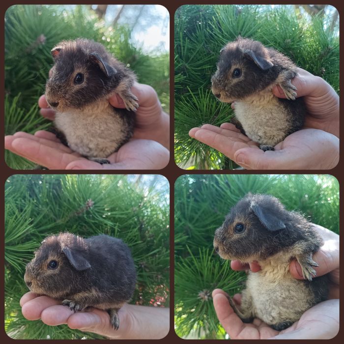 Teddy świnka US Teddy podpalana Havana