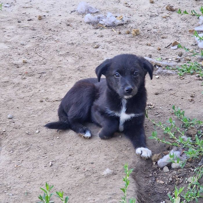 Szczeniaczki do adopcji