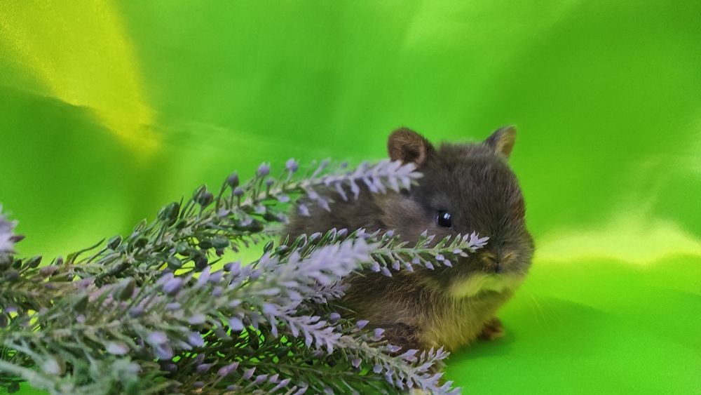 Кролики карликові.Нідерландський., найменша порода.