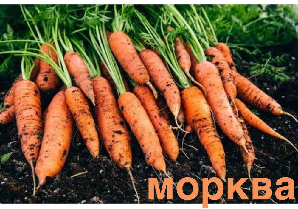 Продам моркву / морковь