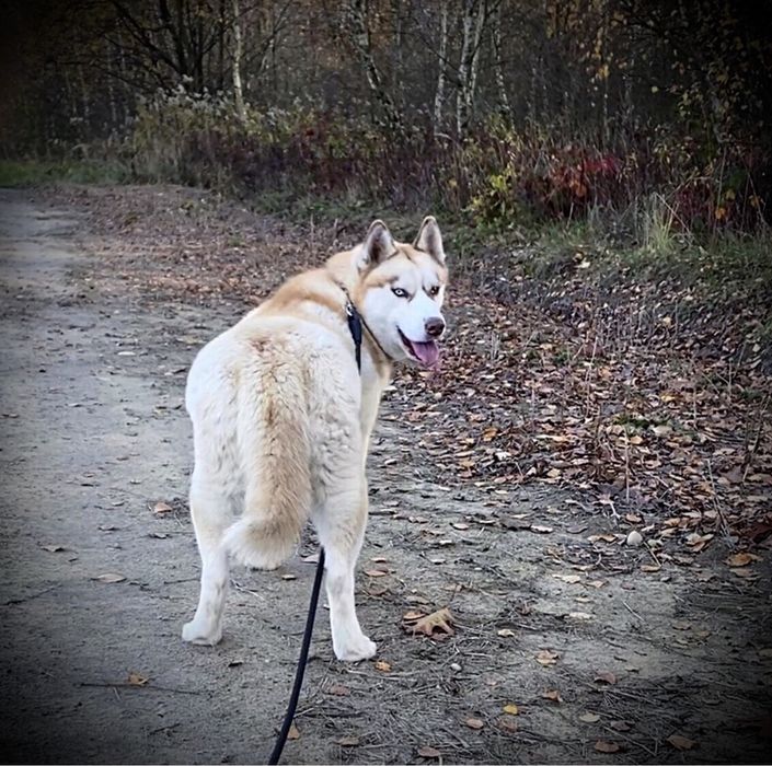 Suczka husky szuka domu