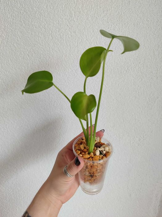 Monstera Zielona