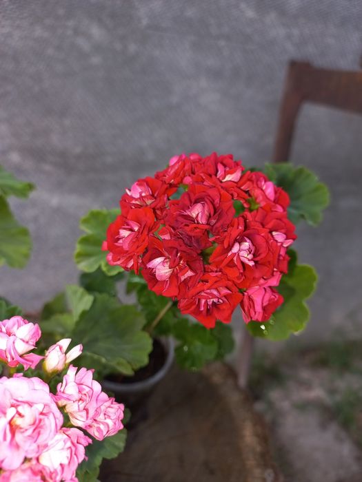 Пеларгонія розебудна