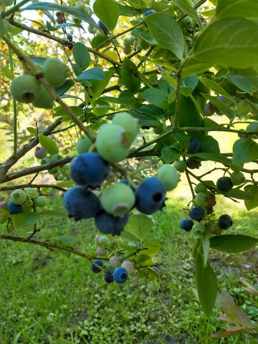 Borówka amerykańska z domowych zbiorów 18
