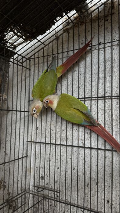 Vendo Pyrrhuras bebés