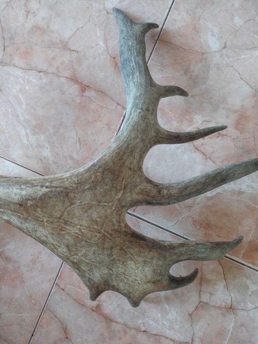 Роги оленя на опорі, для інтер'єру