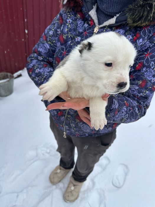 Продам цуценята Алабая