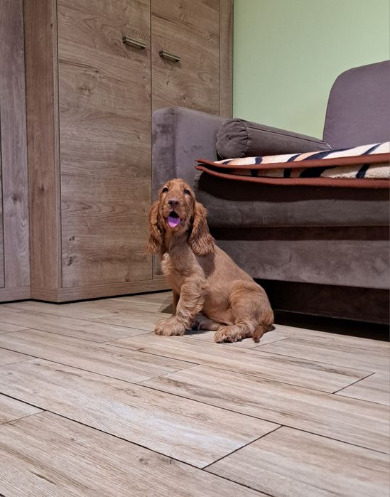 cocker spaniel angielski Suczka