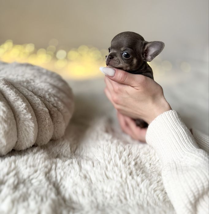 *Chihuahua* sunia Benia