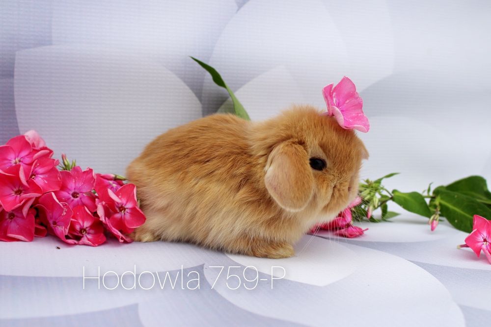 Mini lop króliki miniaturowe karzełek