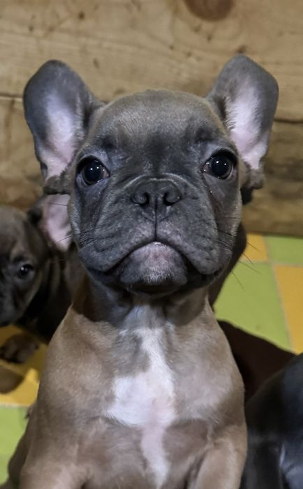 Французький бульдог