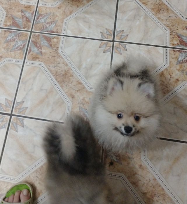 Chłopak Szpiciniaturoey pomeranian