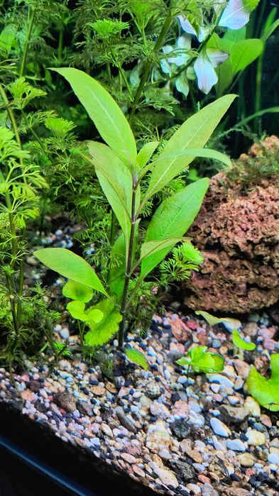 rośliny akwariowe zestaw