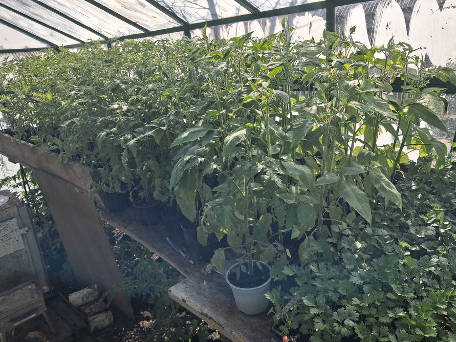 Sadzonki pomidorów malinowych