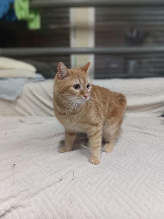 Отдам кота в хорошие руки