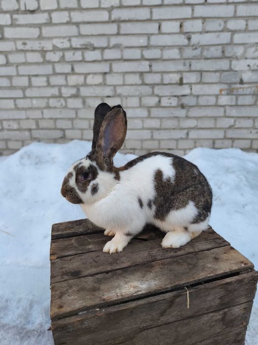 Samica samiec Belg/srokacz bardzo ładne