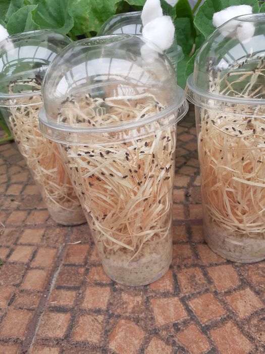 4x Muszki owocwki Drosophila hydei nieloty