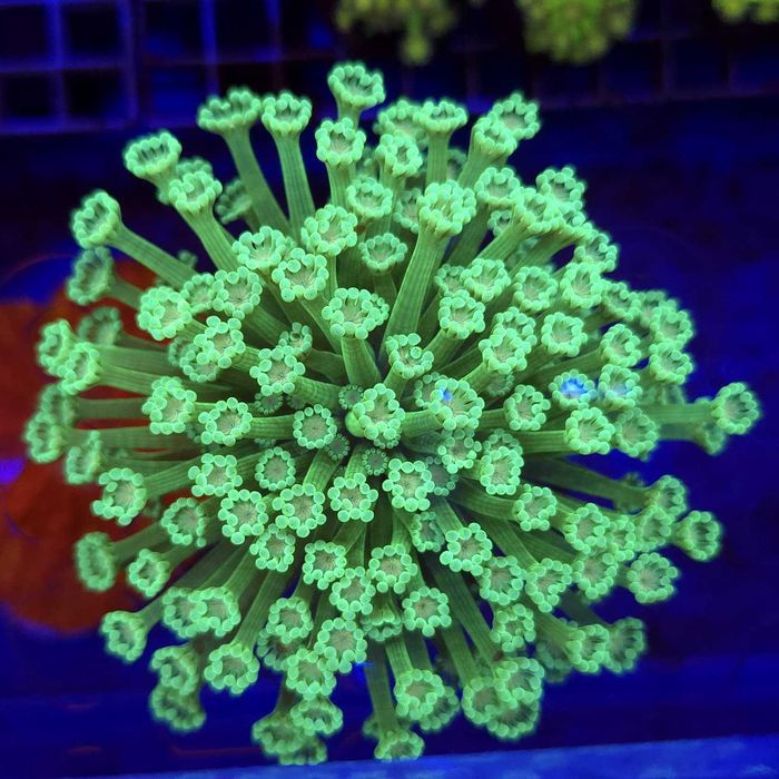 Alveopora Neon Green WYSIWYG #2 koralowiec LPS Kingdom of Corals