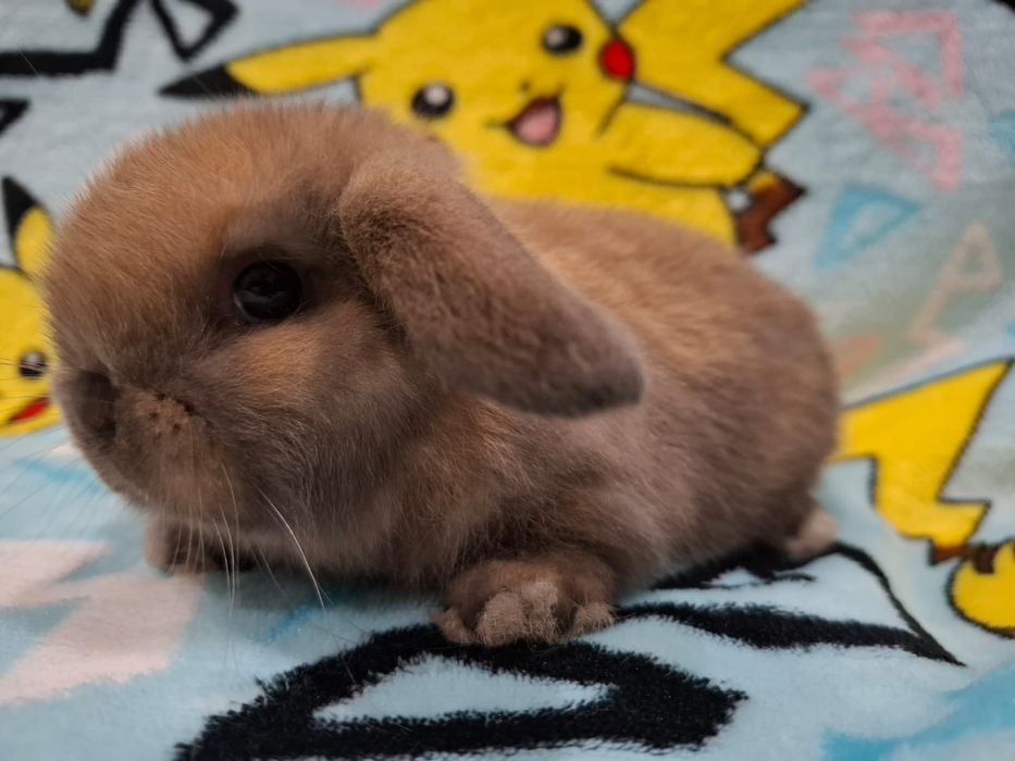 Króliczek mini lop karzełek baranek teddy  miniaturka rex lewki
