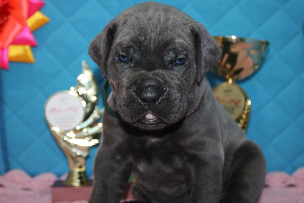 Бронювання елітних хлопчиків та дівчаток. Великий вибір