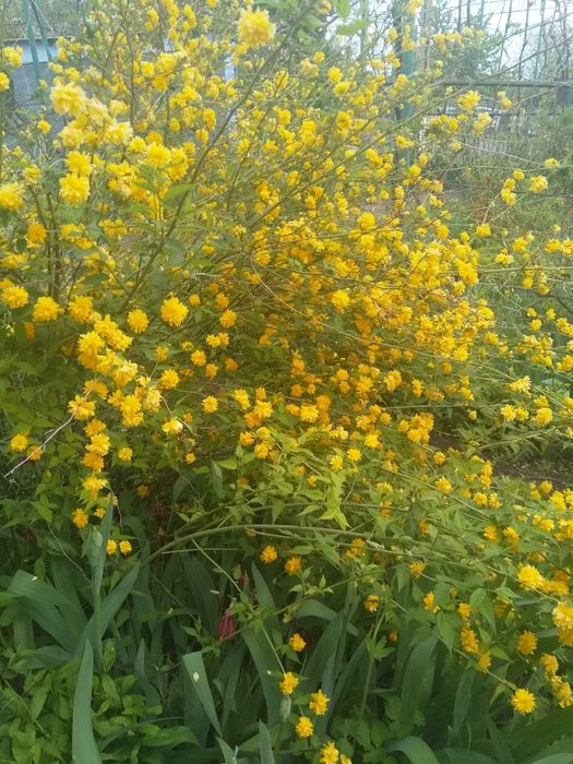 Пасхальная роза кустарник фото Пасхальная роза кустарник фото