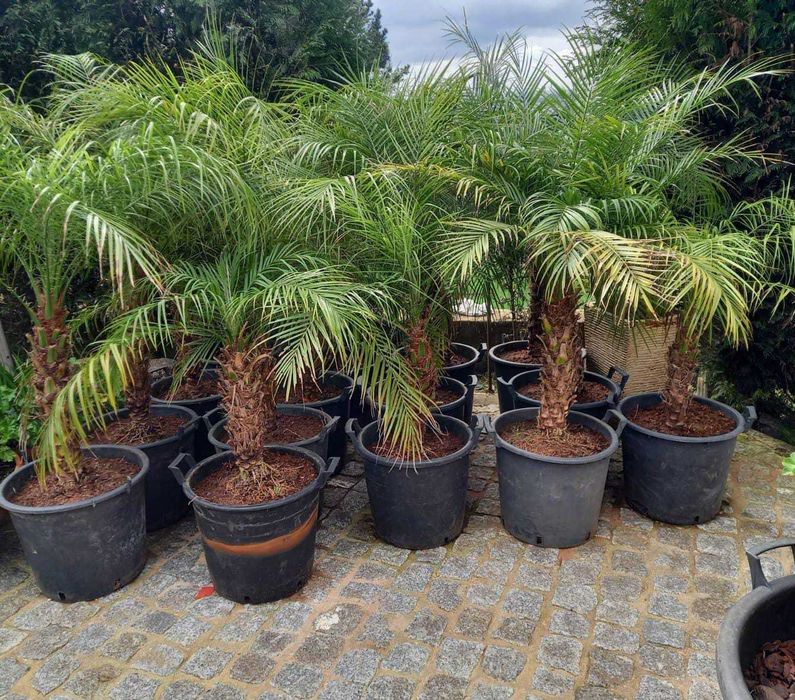 Coqueiros e Palmeiras Exóticas