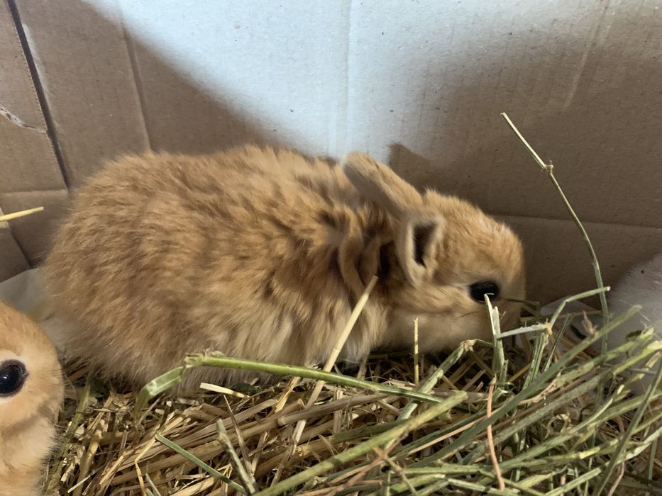 Декоративные КАРЛИКОВЫЕ Кролики