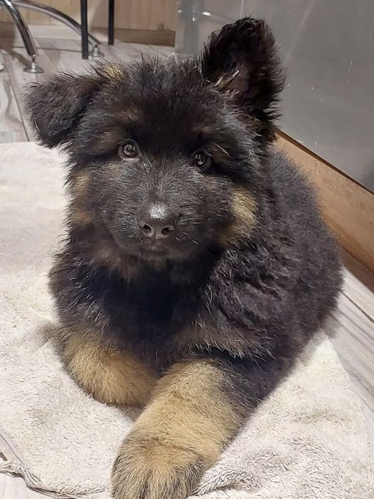 Німецька вівчарка. Купити гарного песика