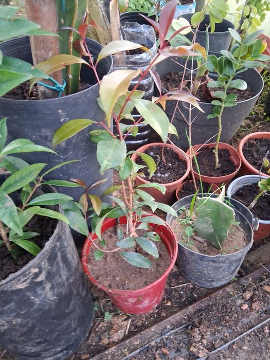 Uma eugenia habituada ao tempo do norte