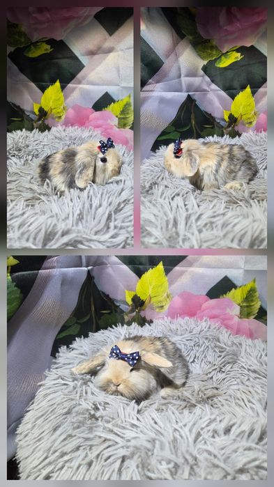 Karzełki Mini Lopki