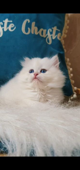 Белая голубоглазая длинношерстная шиншилла