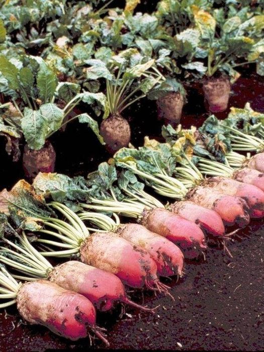 Продам кормовий буряк