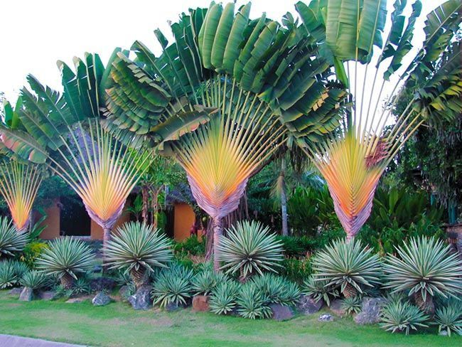 Planta de Sol - palmeira - Palmeira Ravenala