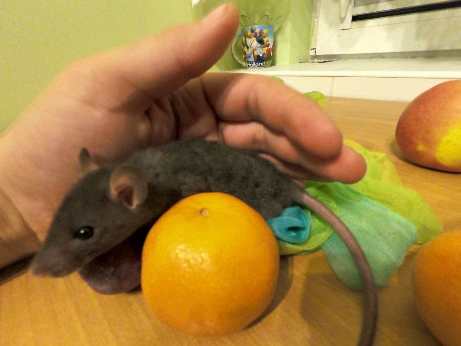 Szczury szczurki REX i DUMBO REX