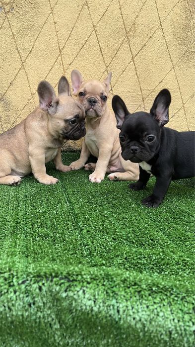 Bulldog frances  macho top creme