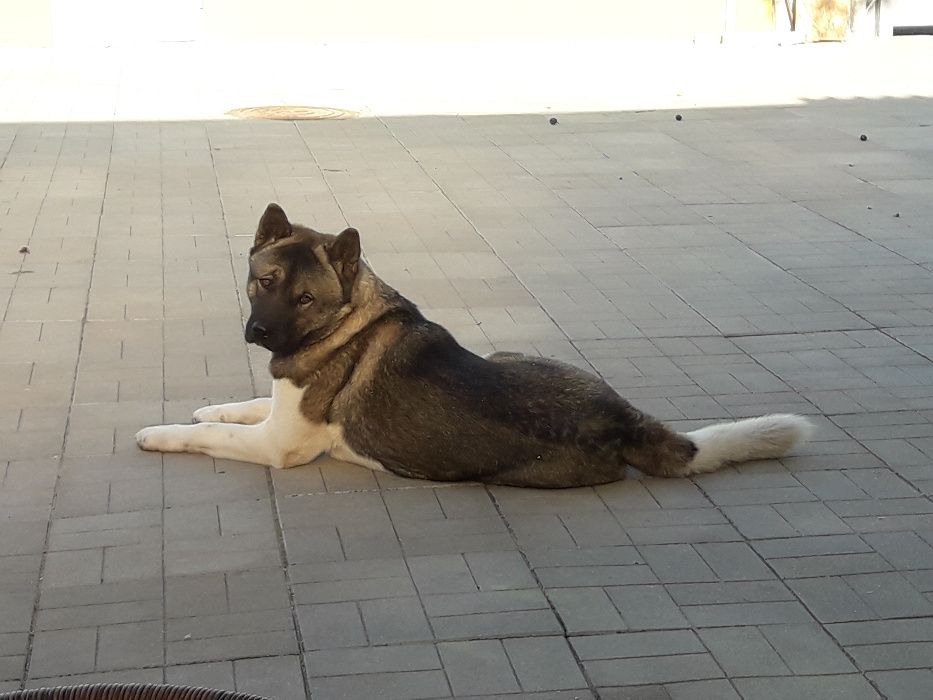 Акіта Американська 8 років. Кобель. В'язка. Вінниця.