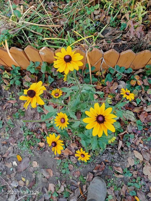 Rudbekia owłosiona sadzonki